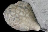 Cystoid Fossil (Holocystites) on Rock - Indiana #85696-2